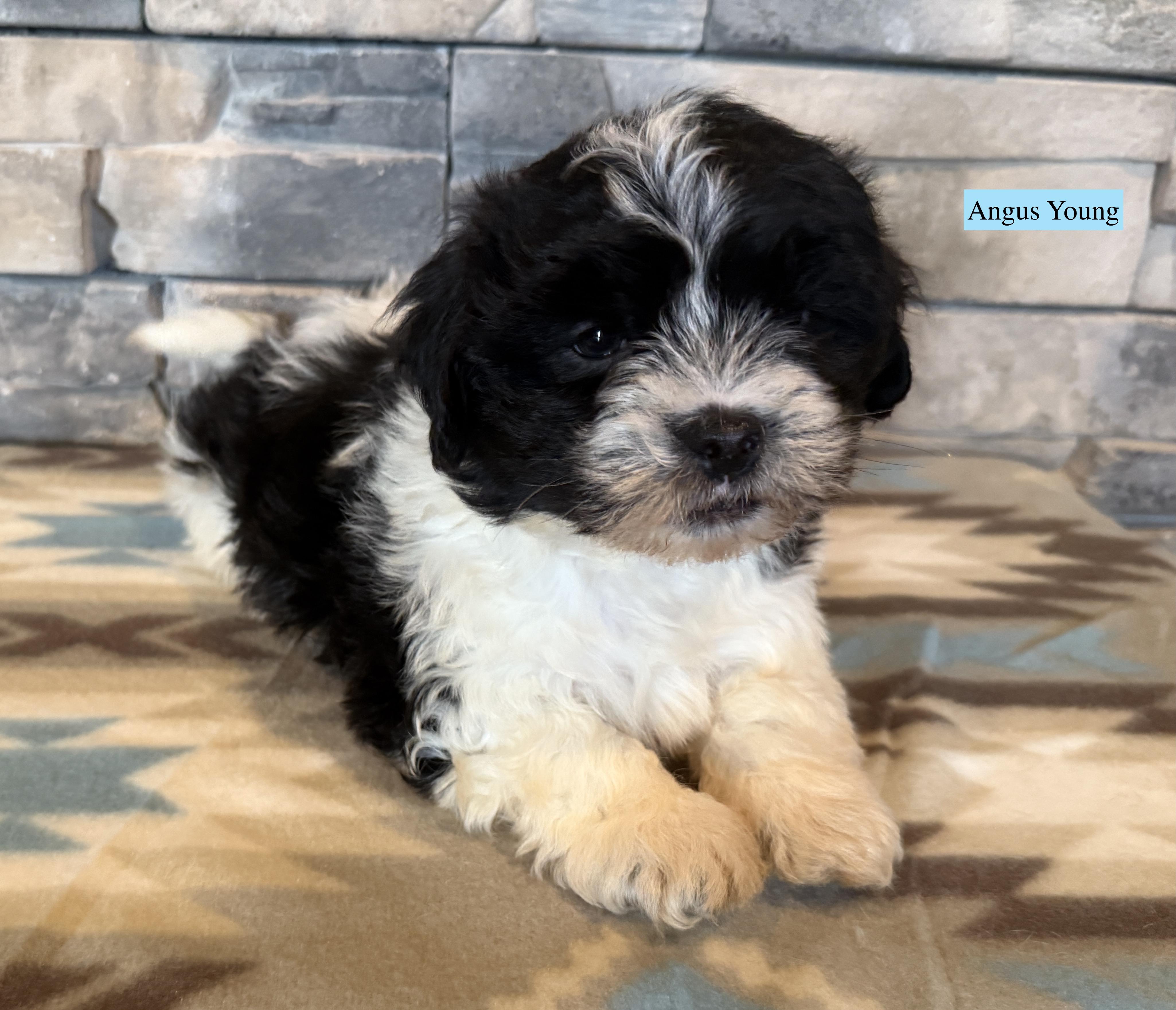 Enlarge Angus Young, a Adopted mixed breed in Ellis Grove, IL image 1/6