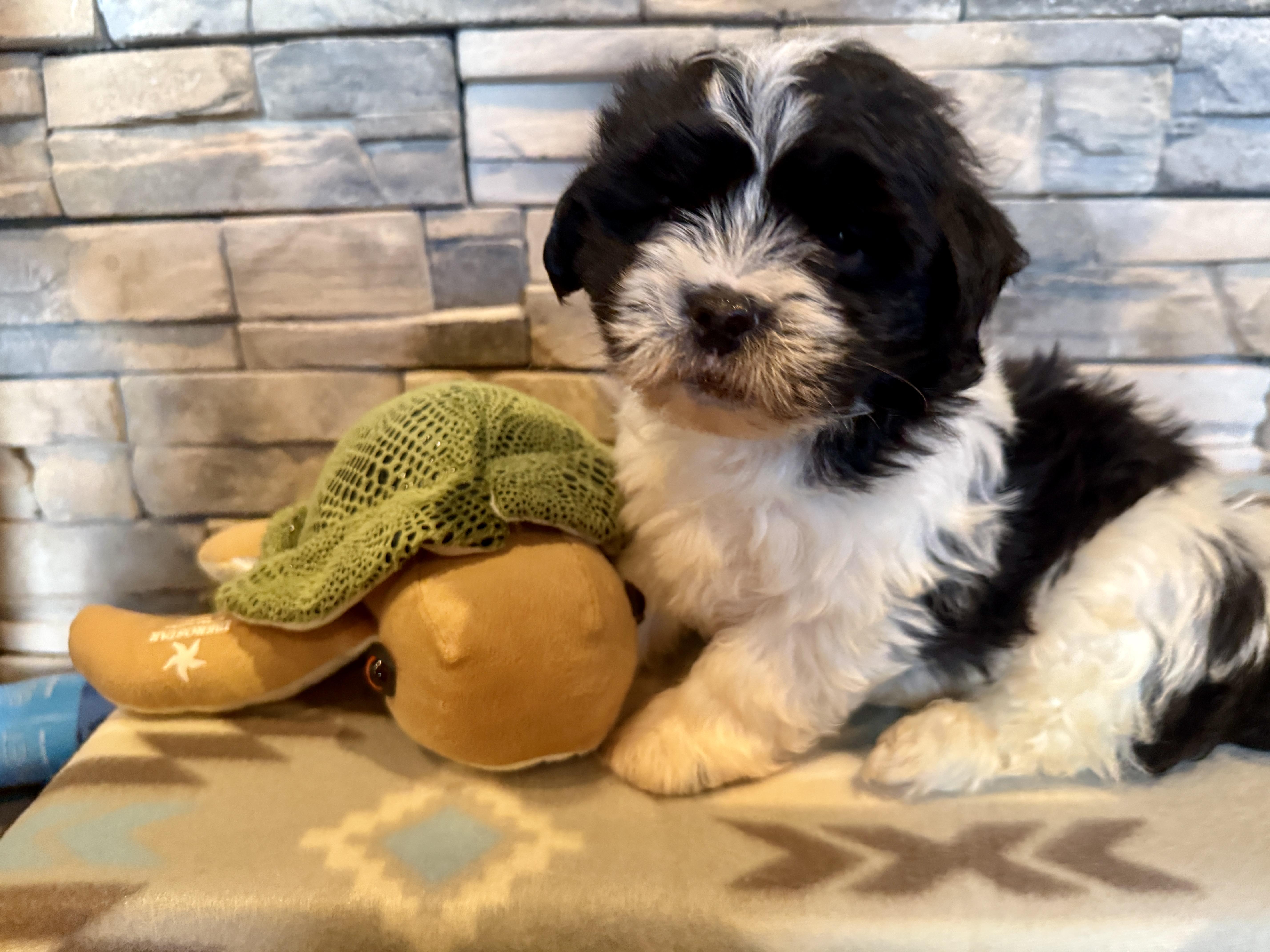 Enlarge Angus Young, a Adopted mixed breed in Ellis Grove, IL image 3/6