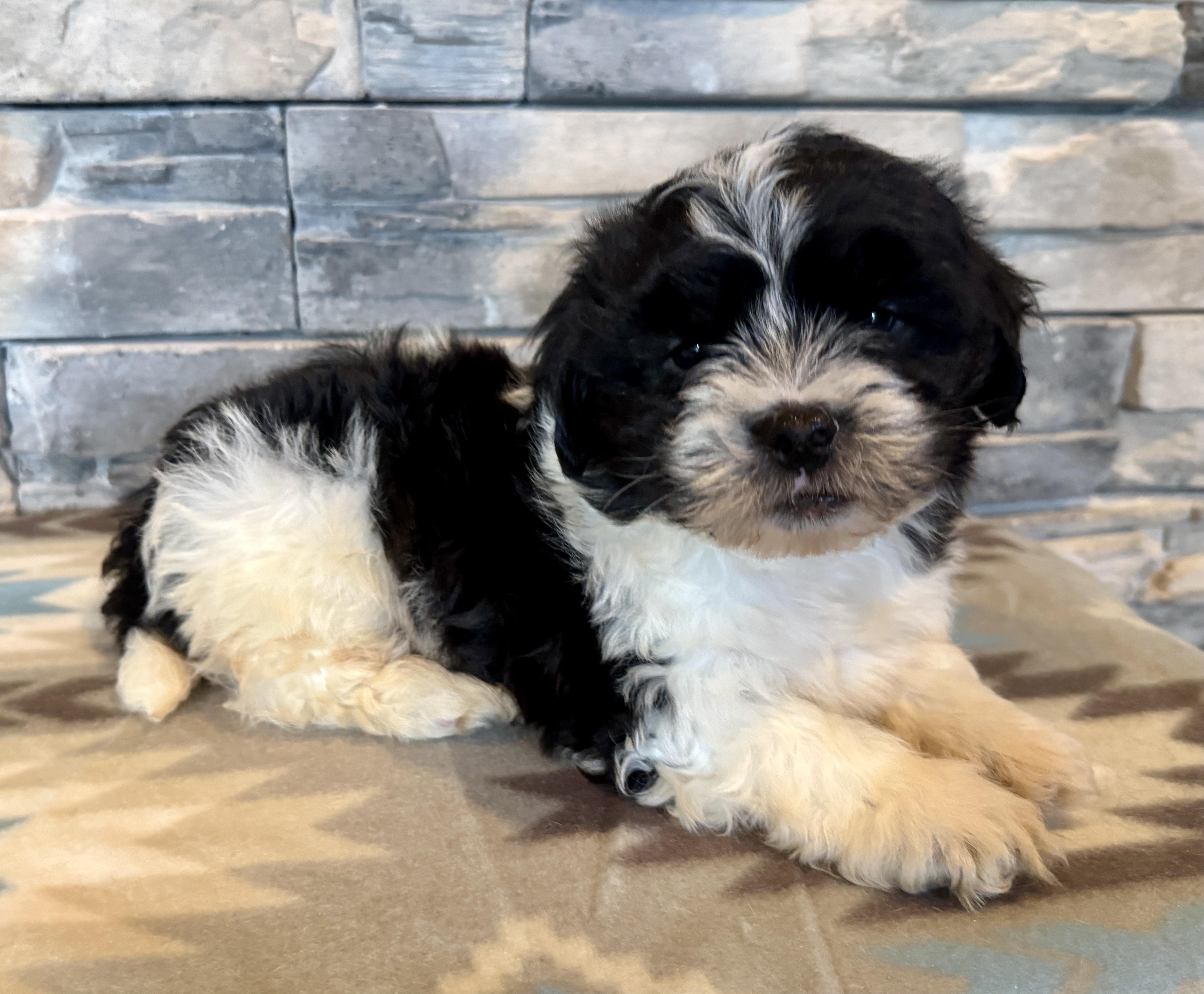 Enlarge Angus Young, a Adopted mixed breed in Ellis Grove, IL image 2/6