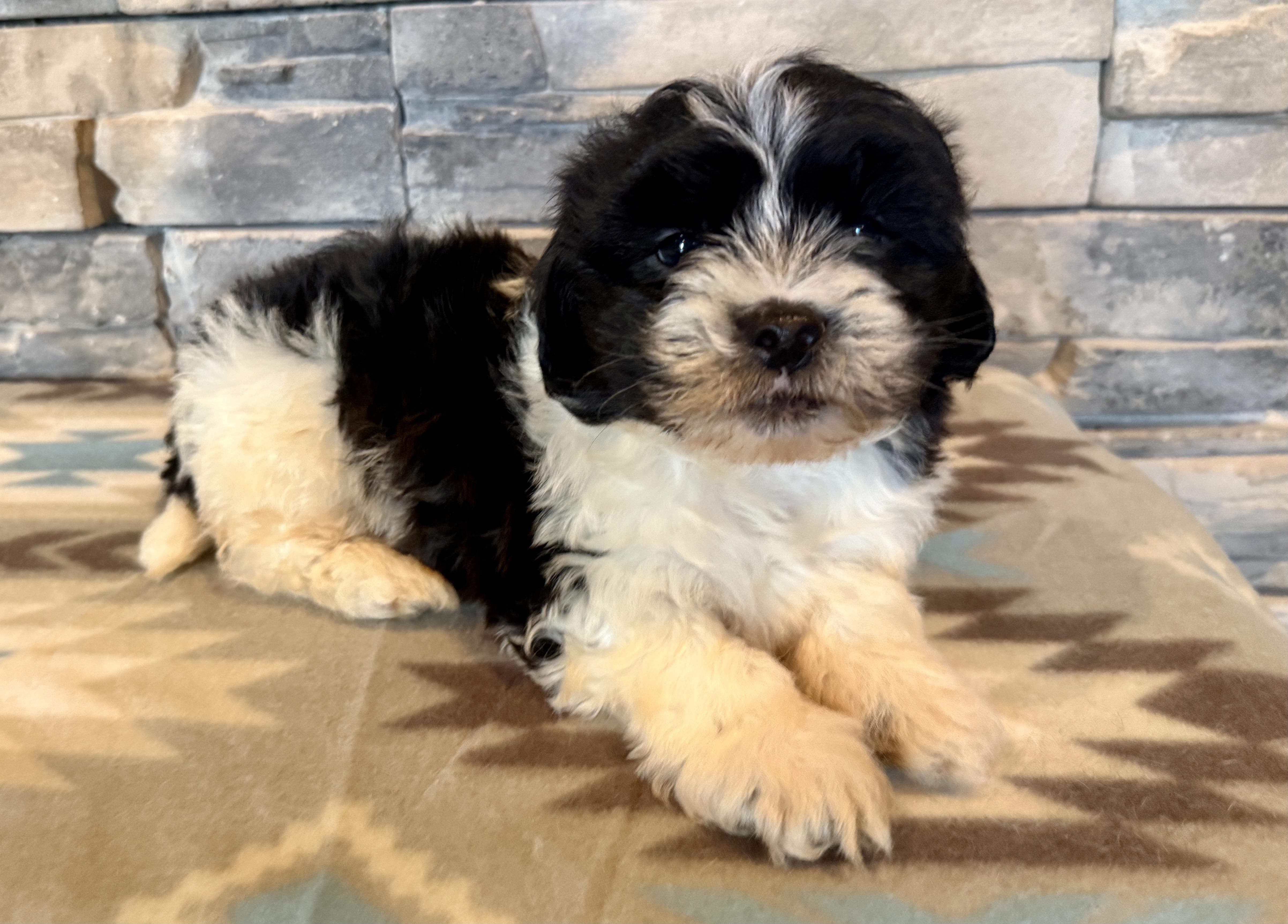 Enlarge Angus Young, a Adopted mixed breed in Ellis Grove, IL image 4/6