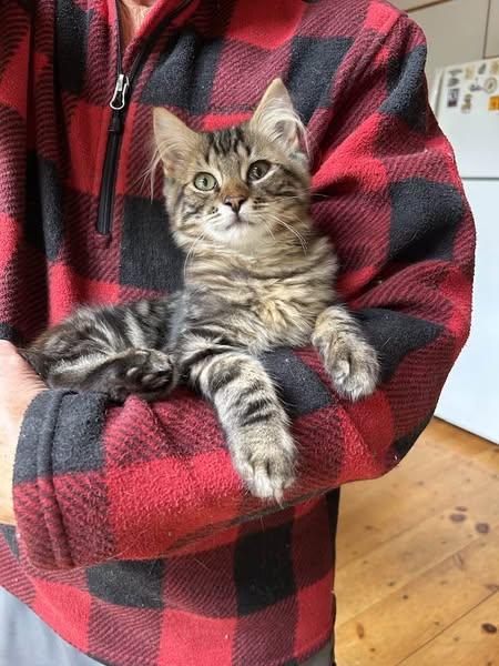 Trix & Benny, Adopted, Kitten Male Domestic Short Hair.