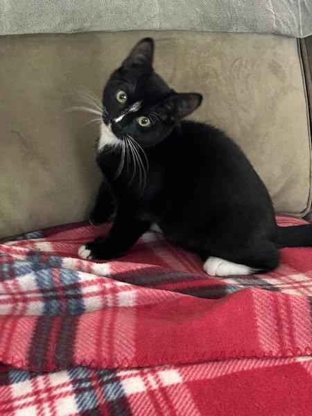 Enlarge Trix & Benny, a Adopted Domestic Short Hair in Portland, ME image 2/2