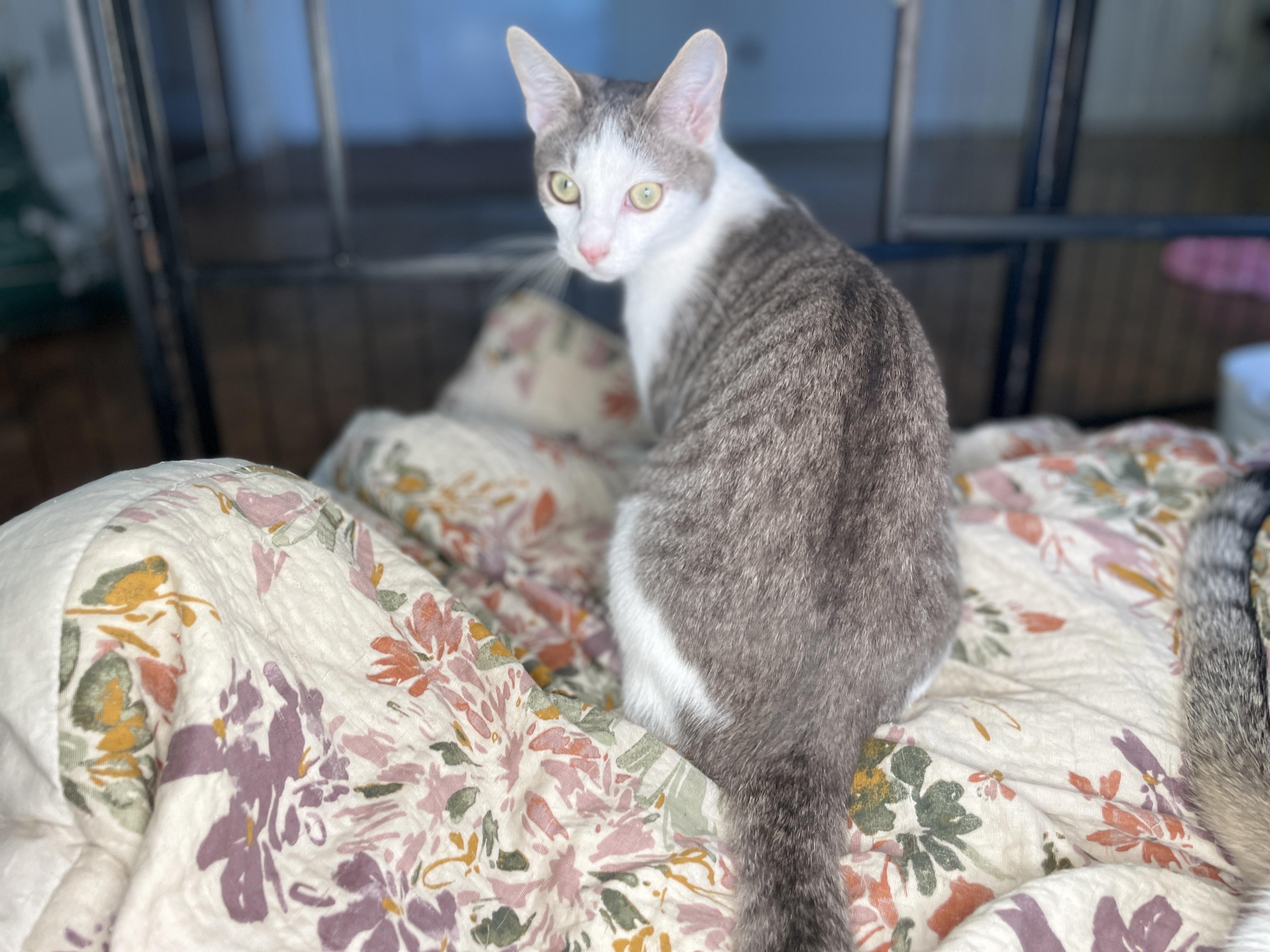 Enlarge Thumper, a Adoptable Domestic Short Hair in Rocky Hill, CT image 4/6