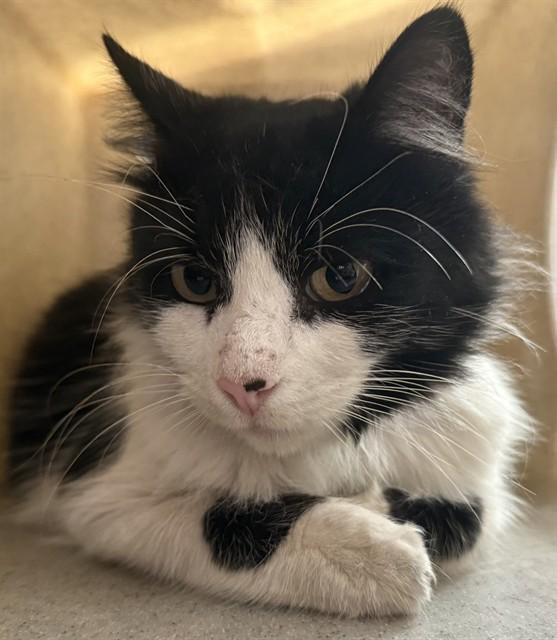 LULU, Adoptable, Adult Female Domestic Medium Hair.