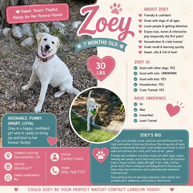 Enlarge Zoey, a ADOPTABLE mixed breed in Sacramento, CA image 2/3