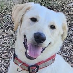 Zoey, ADOPTABLE, Puppy Female Labrador Retriever.