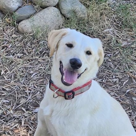 Enlarge Zoey, a ADOPTABLE mixed breed in Sacramento, CA image 3/3