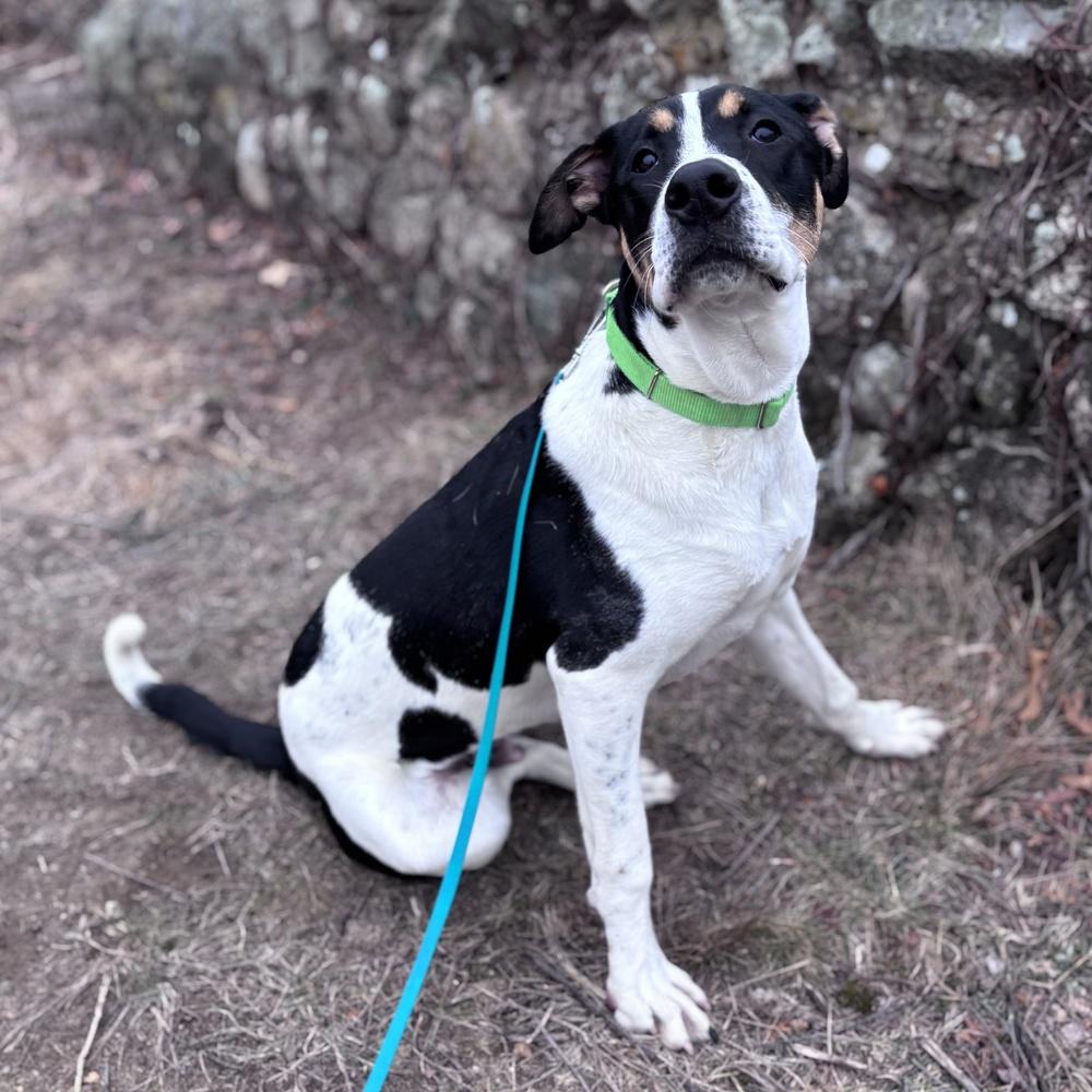 Pokey Puppy, a Adoptable mixed breed in Boston, MA image 2/6