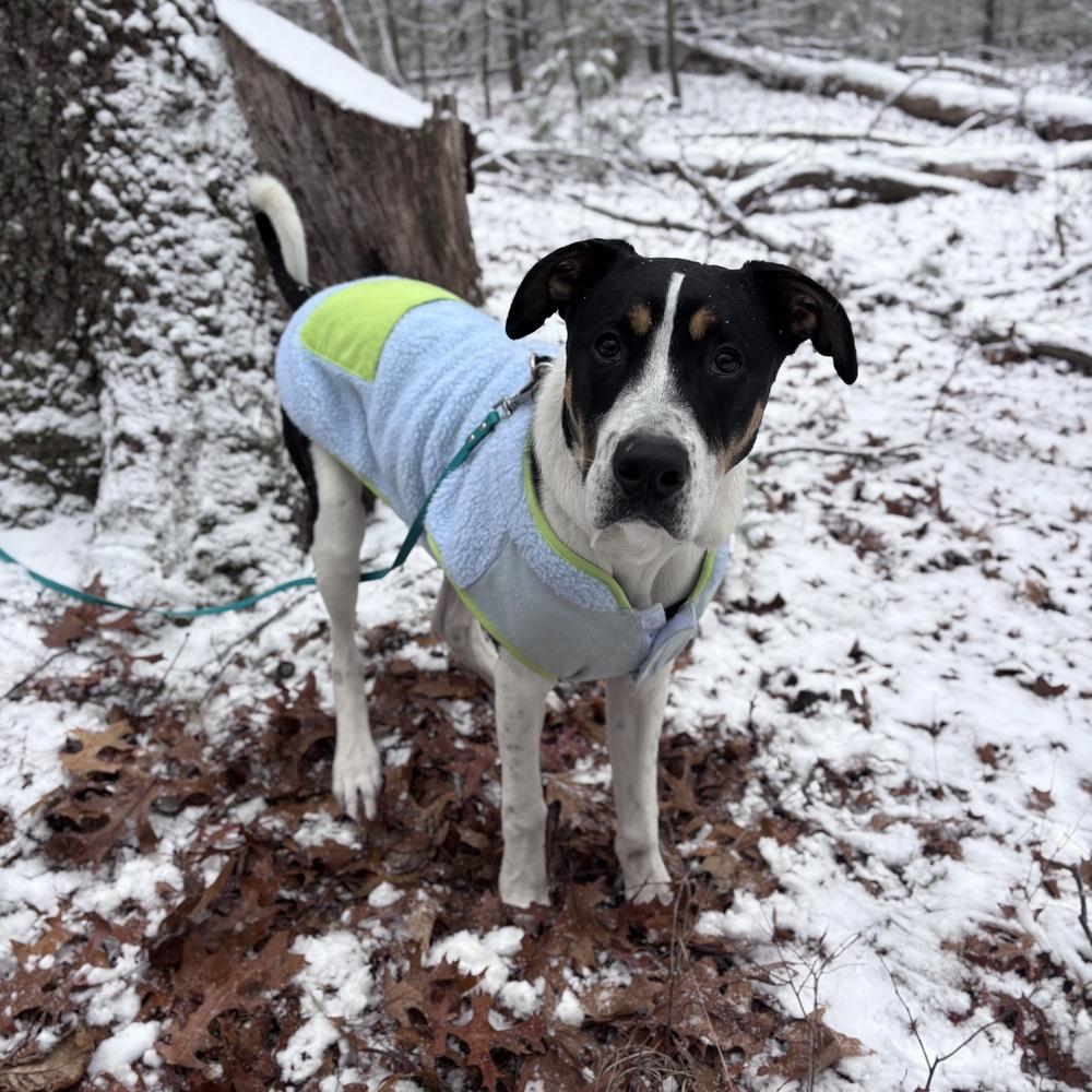 Pokey Puppy, a Adoptable mixed breed in Boston, MA image 6/6