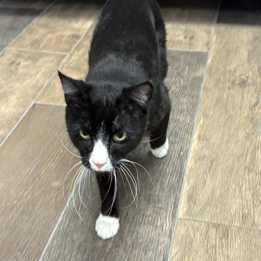 Enlarge Shorty, a Adoptable Domestic Short Hair in Bloomington, IL image 1/6