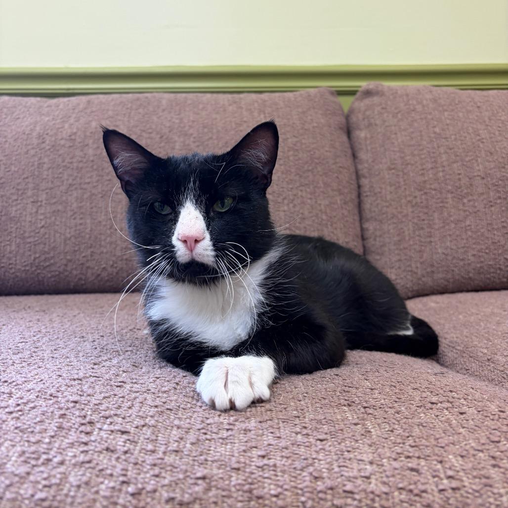 Enlarge Shorty, a Adoptable Domestic Short Hair in Bloomington, IL image 2/6