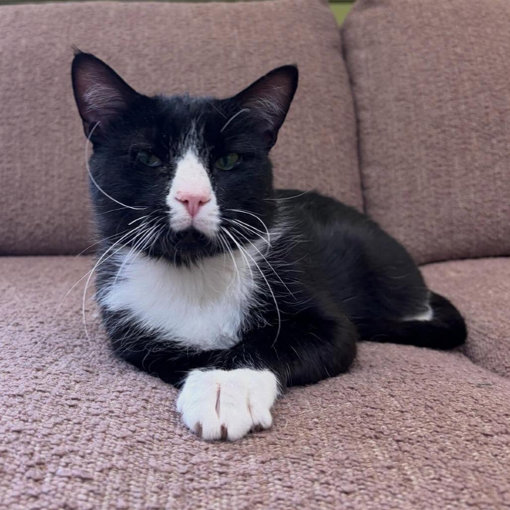 Enlarge Shorty, a Adoptable Domestic Short Hair in Bloomington, IL image 3/6