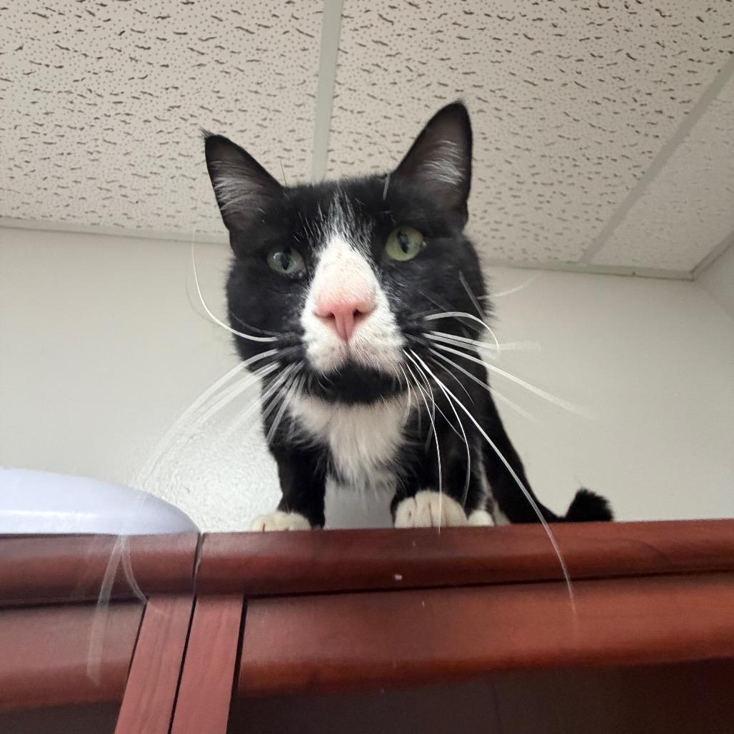 Enlarge Shorty, a Adoptable Domestic Short Hair in Bloomington, IL image 4/6