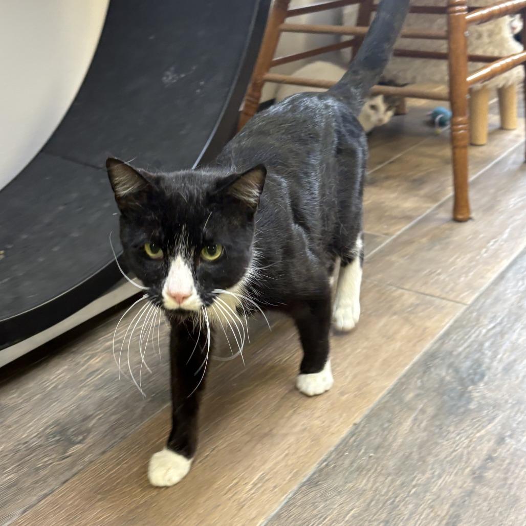 Enlarge Shorty, a Adoptable Domestic Short Hair in Bloomington, IL image 5/6