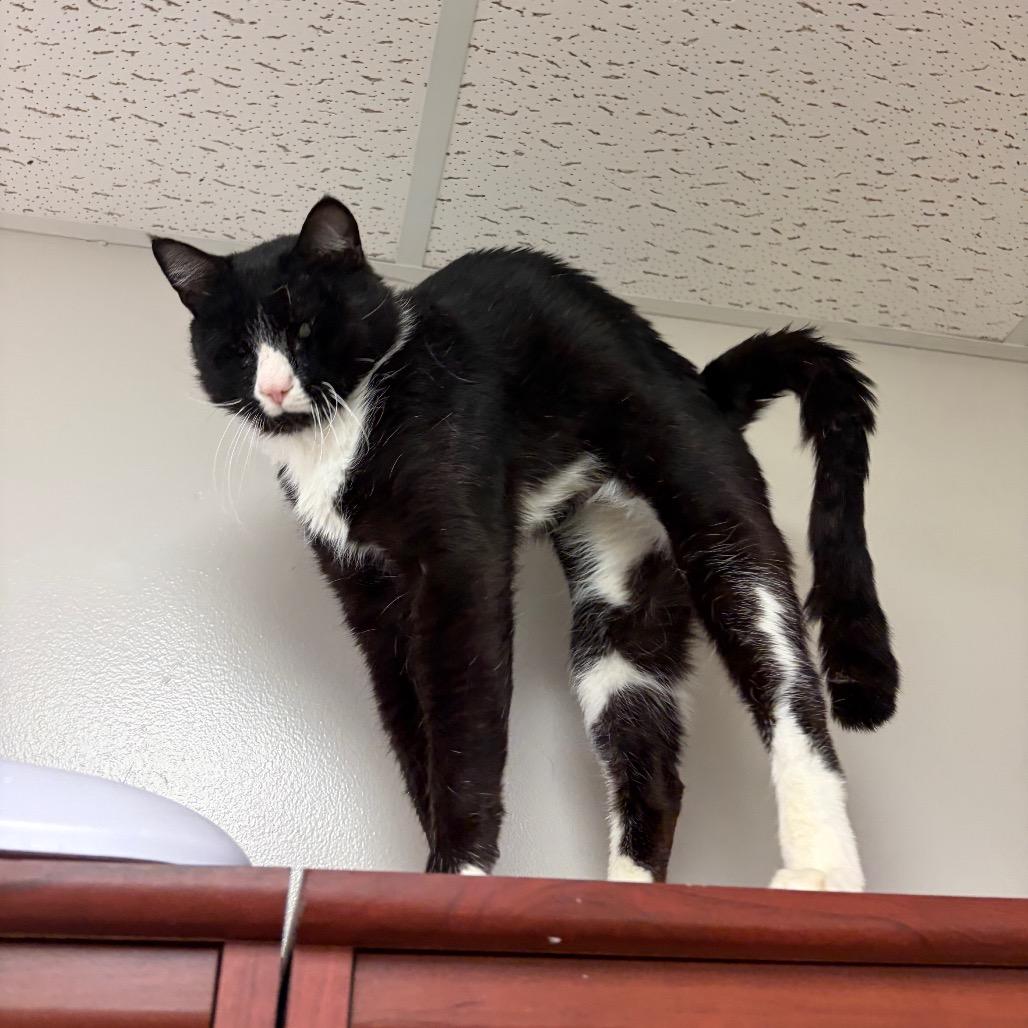 Enlarge Shorty, a Adoptable Domestic Short Hair in Bloomington, IL image 6/6