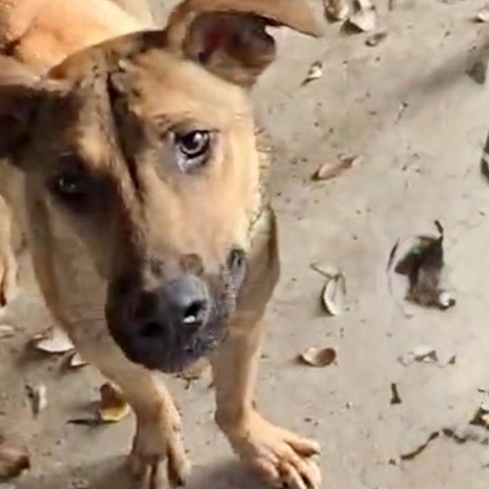 Happy, Adoptable, Adult Male Black Mouth Cur & Mixed Breed.