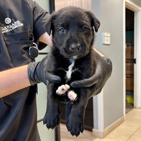 Pinkie, Adoptable, Puppy Female Black Labrador Retriever & Mixed Breed.