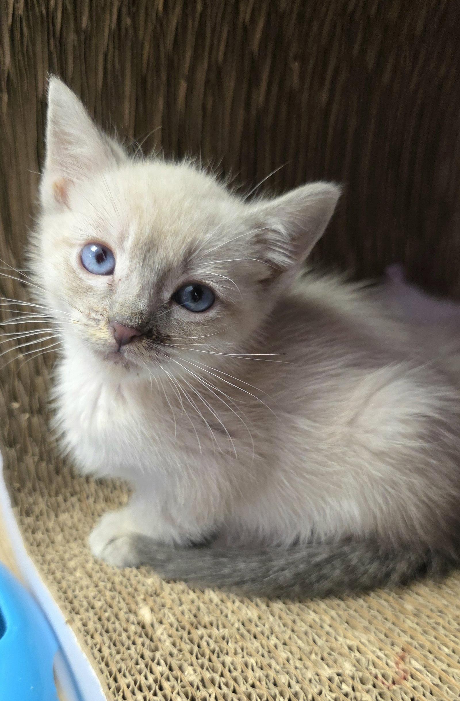 Marge, a Adoptable mixed breed in Campbell, CA image 1/2