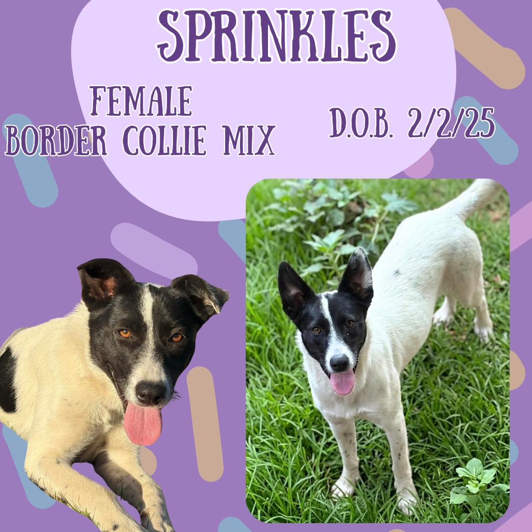 Enlarge Sprinkles, a Adoptable mixed breed in Belgrande, MT image 1/1
