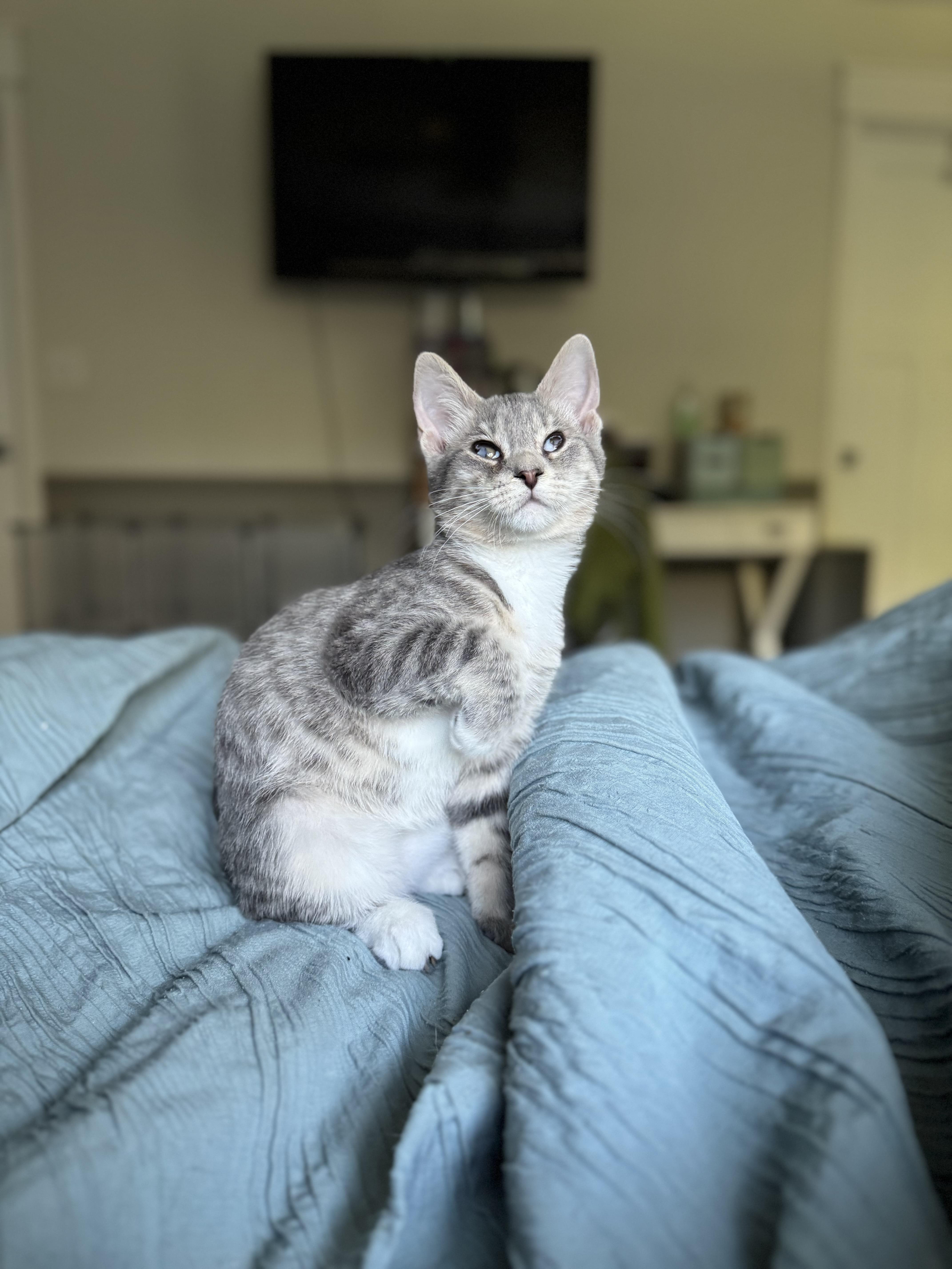 Enlarge Seran (Bonded w/ Lyra), an adopted Domestic Short Hair in Sartell, MN image 1/1