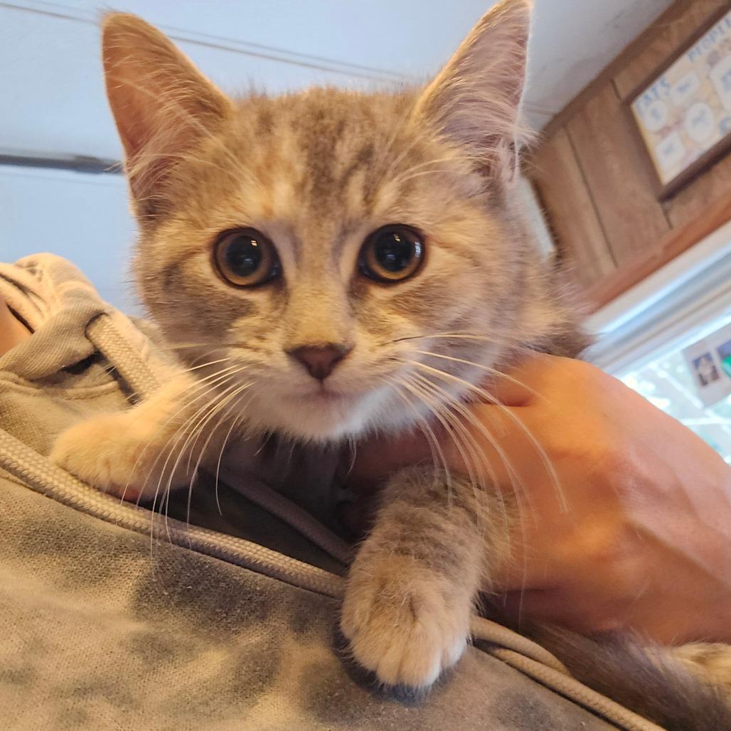 Lydia, Adoptable, Kitten Female Domestic Short Hair.