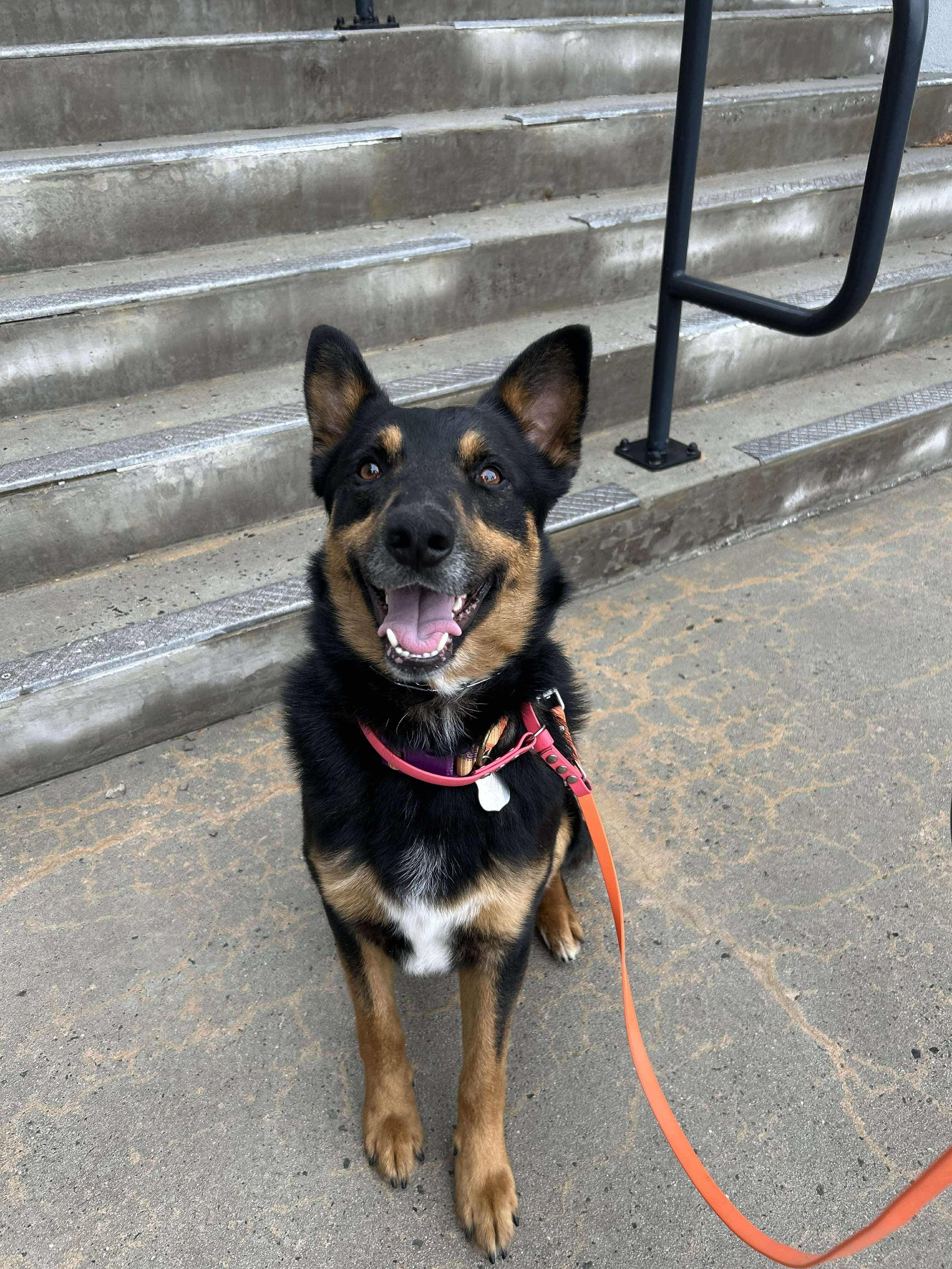 ACORN, Adult Male Australian Cattle Dog / Blue Heeler
