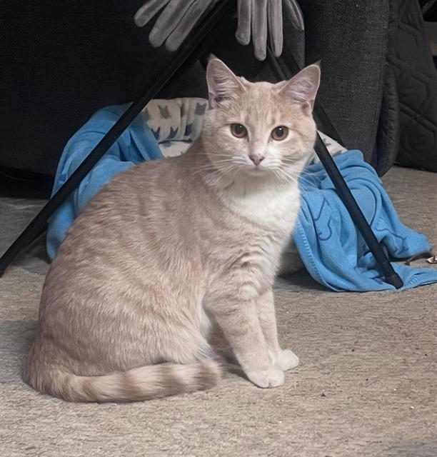 Sherbert, Adoptable, Young Female Tabby.