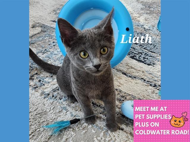 LIATH, Adoptable, Kitten Female Domestic Short Hair.