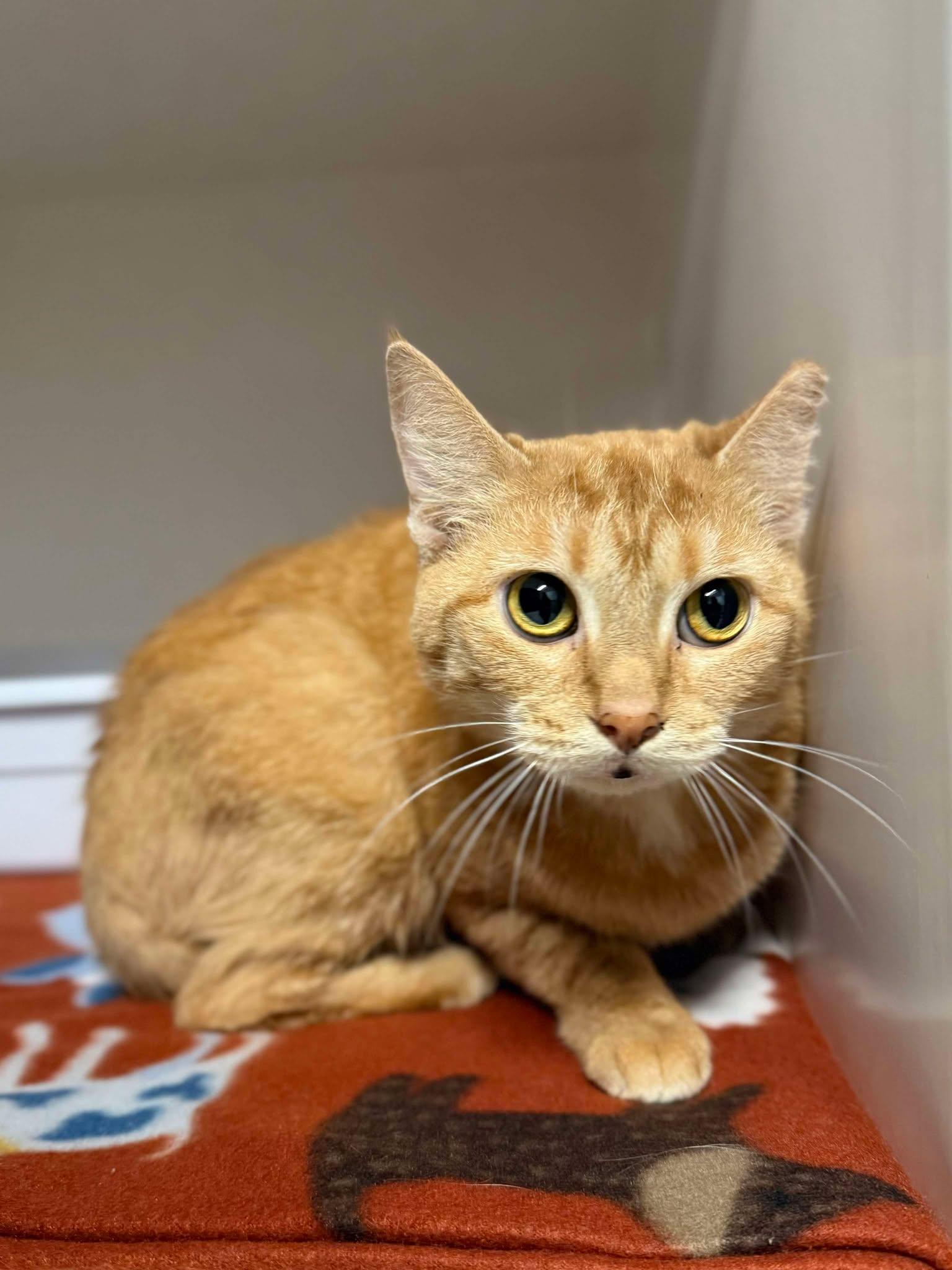 Winnie, Adoptable, Adult Male Domestic Short Hair.