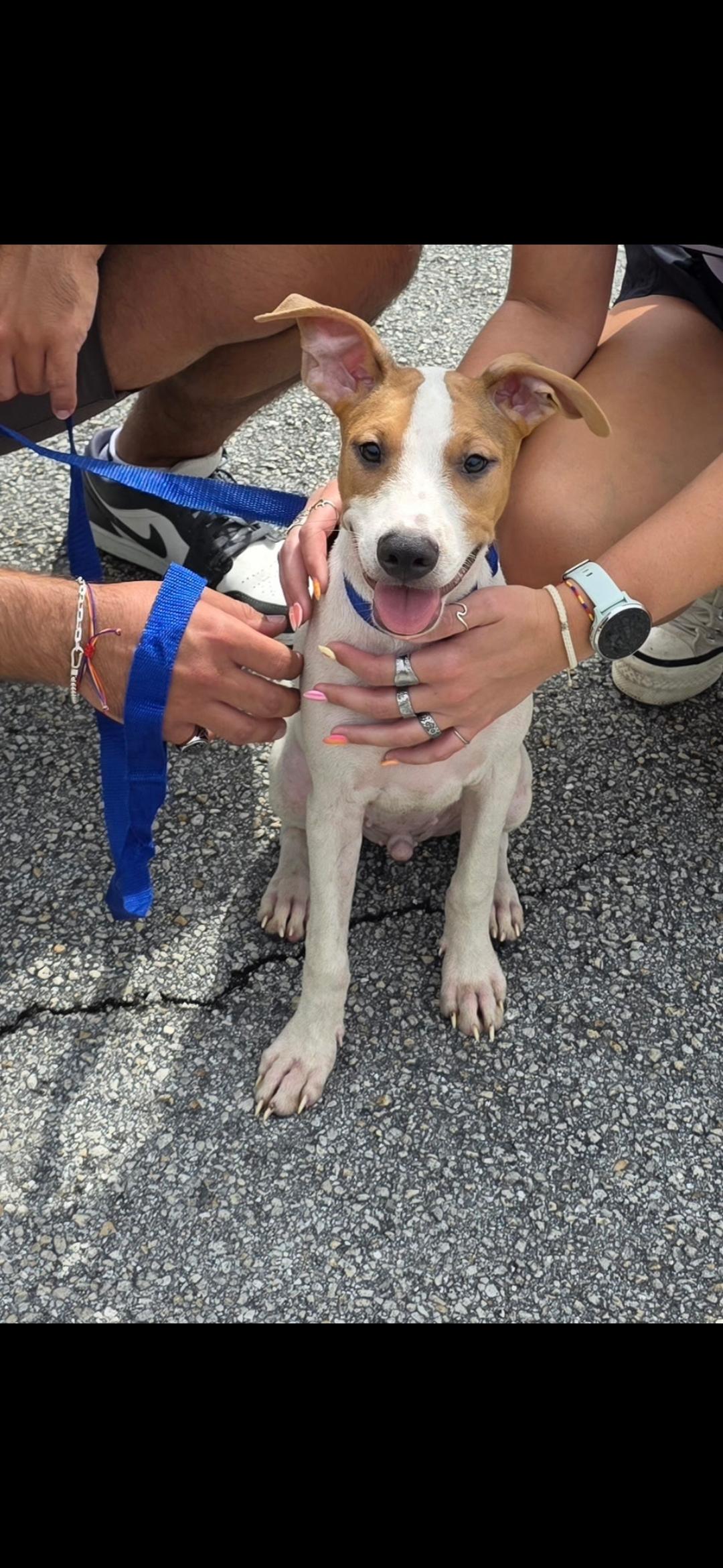 Wilson, ADOPTABLE, Young Male Rat Terrier.