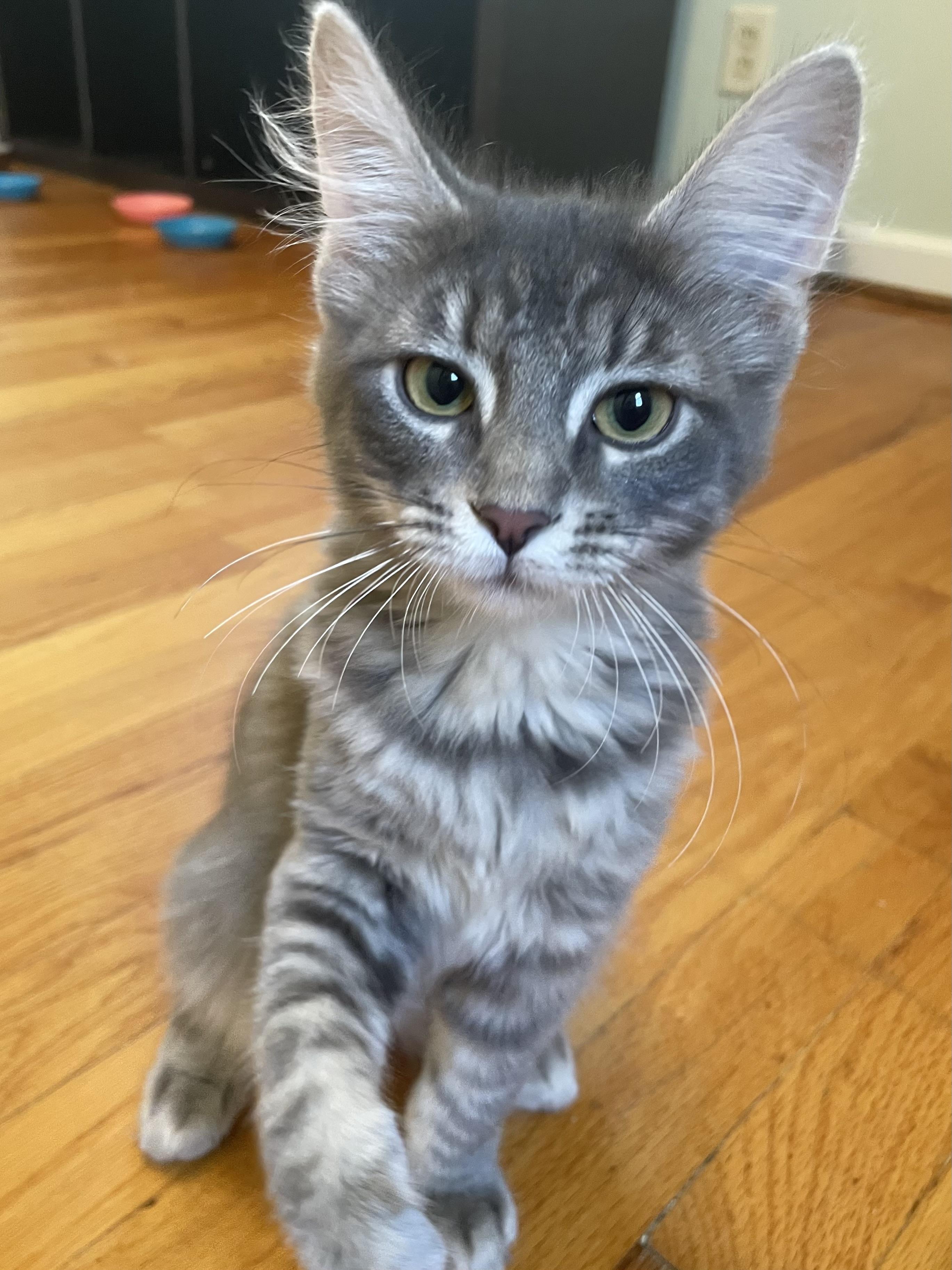 Nora, Baby Female Domestic Long Hair