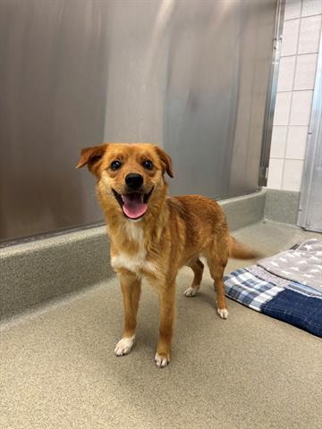 Enlarge AMAPOLA, a Adoptable mixed breed in San Martin, CA image 1/1