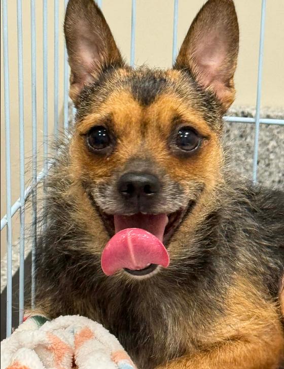 Annie, ADOPTABLE, Adult Female Chihuahua.