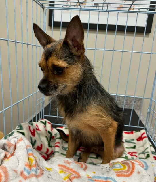 Annie, a ADOPTABLE mixed breed in Eutawville, SC image 2/3