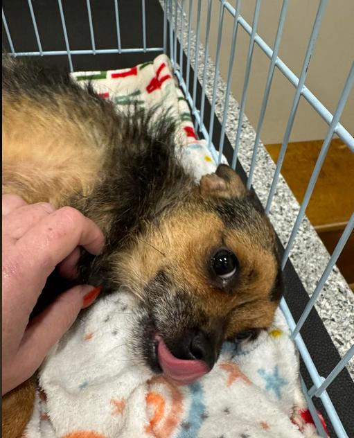 Annie, a ADOPTABLE mixed breed in Eutawville, SC image 3/3