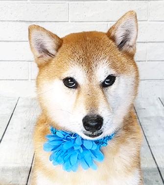 Enlarge INLA, a ADOPTABLE Shiba Inu in Castro Valley, CA image 2/3