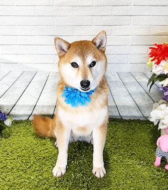INLA, ADOPTABLE, Adult Female Shiba Inu.