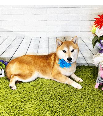 Enlarge INLA, a ADOPTABLE Shiba Inu in Castro Valley, CA image 3/3