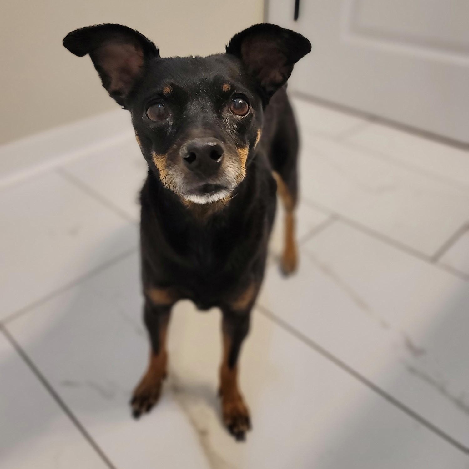 Suzie, Adoptable, Senior Female Mixed Breed.