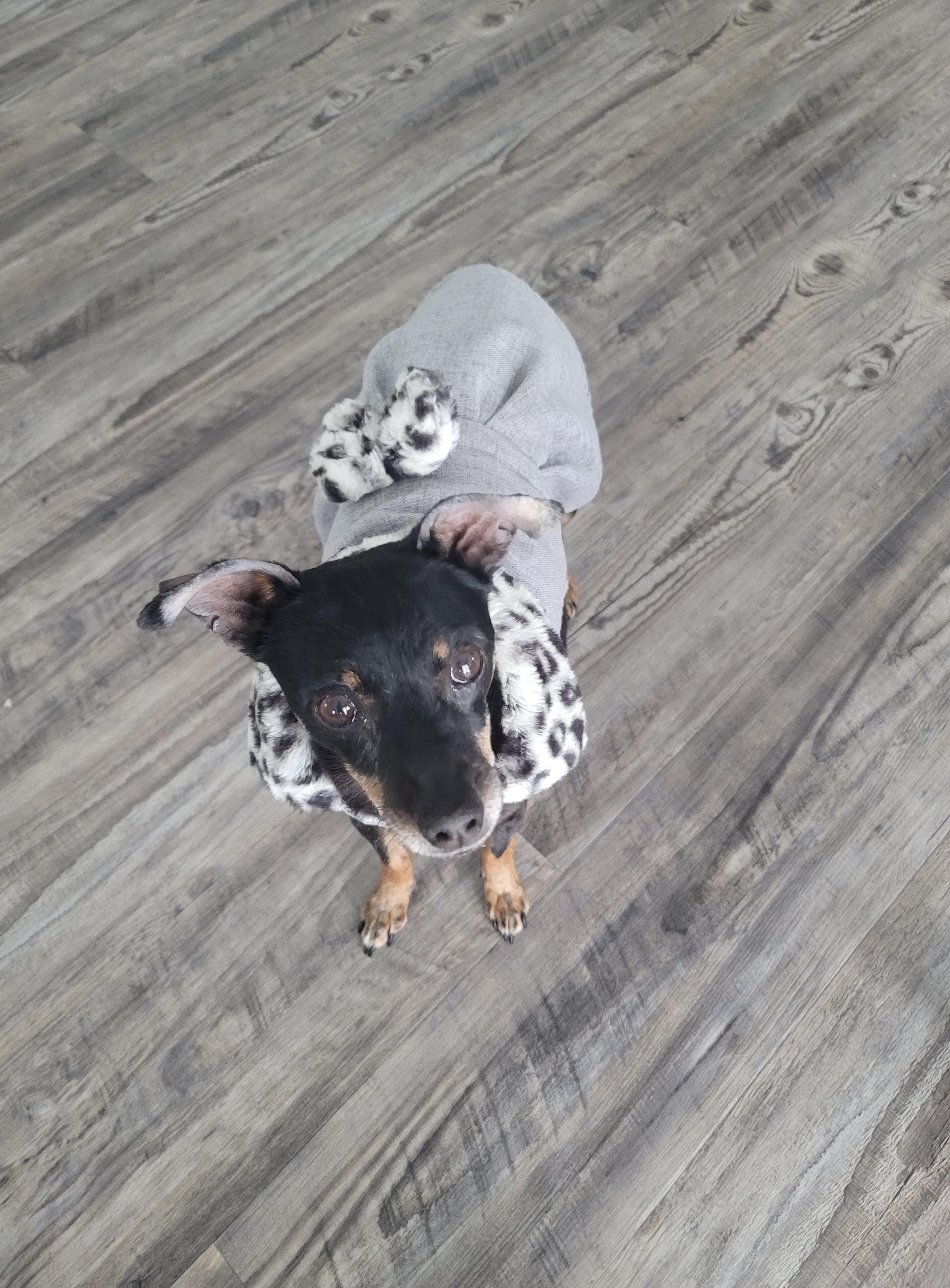 Enlarge Suzie, a Adoptable mixed breed in Midlothian, VA image 2/2