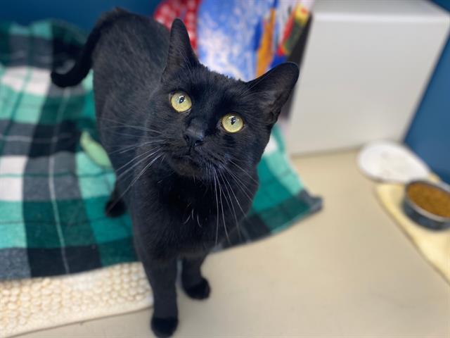 CLEO, Adoptable, Adult Female Domestic Short Hair.