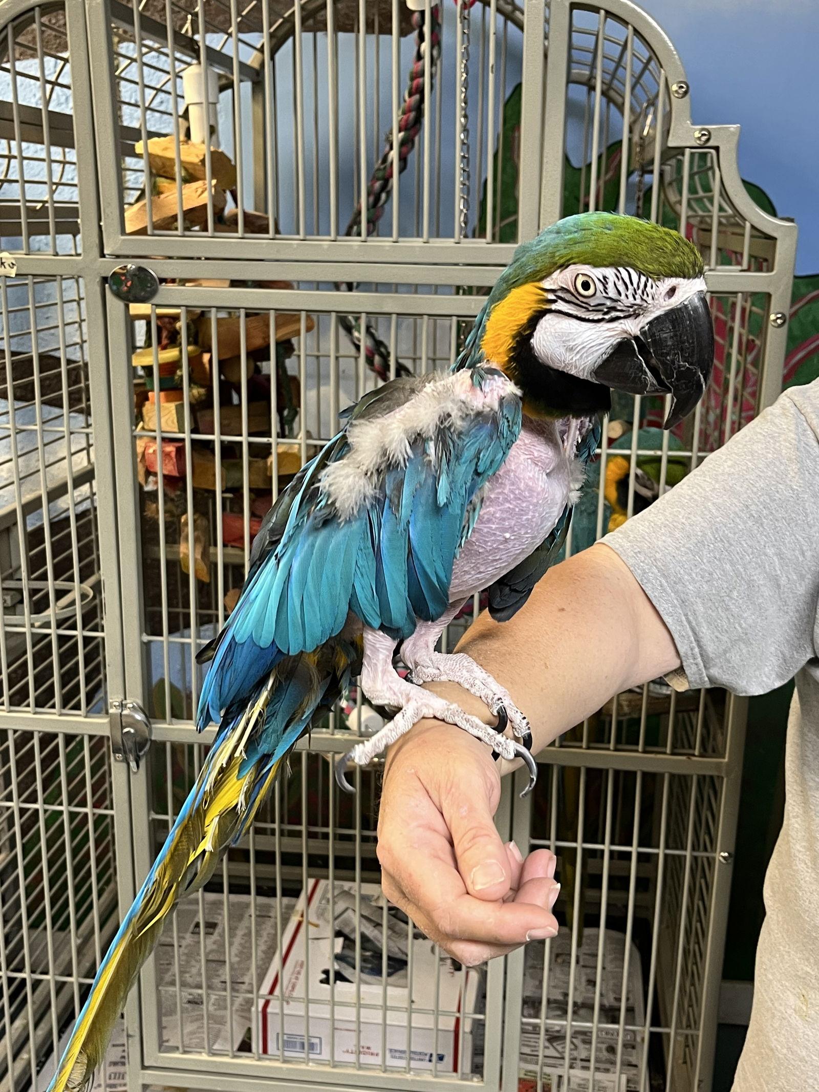 Allie, Adoptable, Adult Female Macaw.