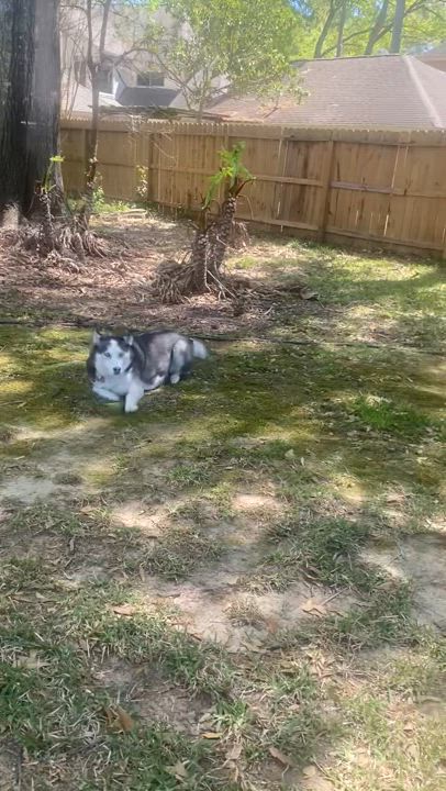 Enlarge Kane, a Adoptable mixed breed in Aurora, CO video 4/4