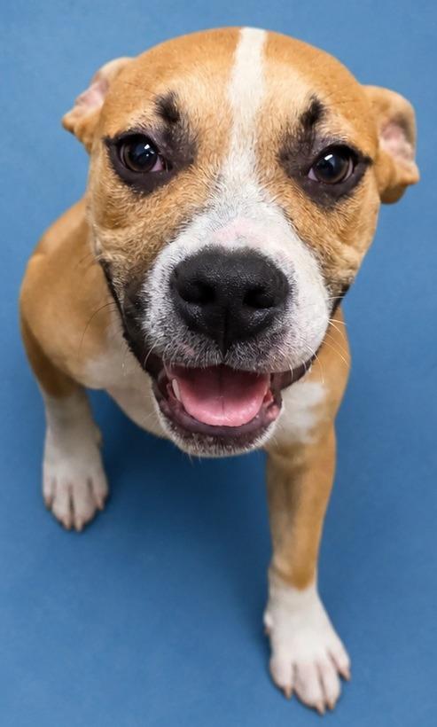 Lilo, Adoptable, Puppy Male Boxer.
