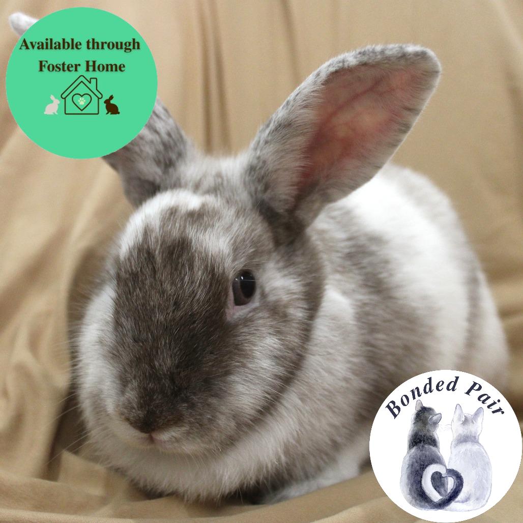 Coco, Adoptable, Young Female Harlequin.