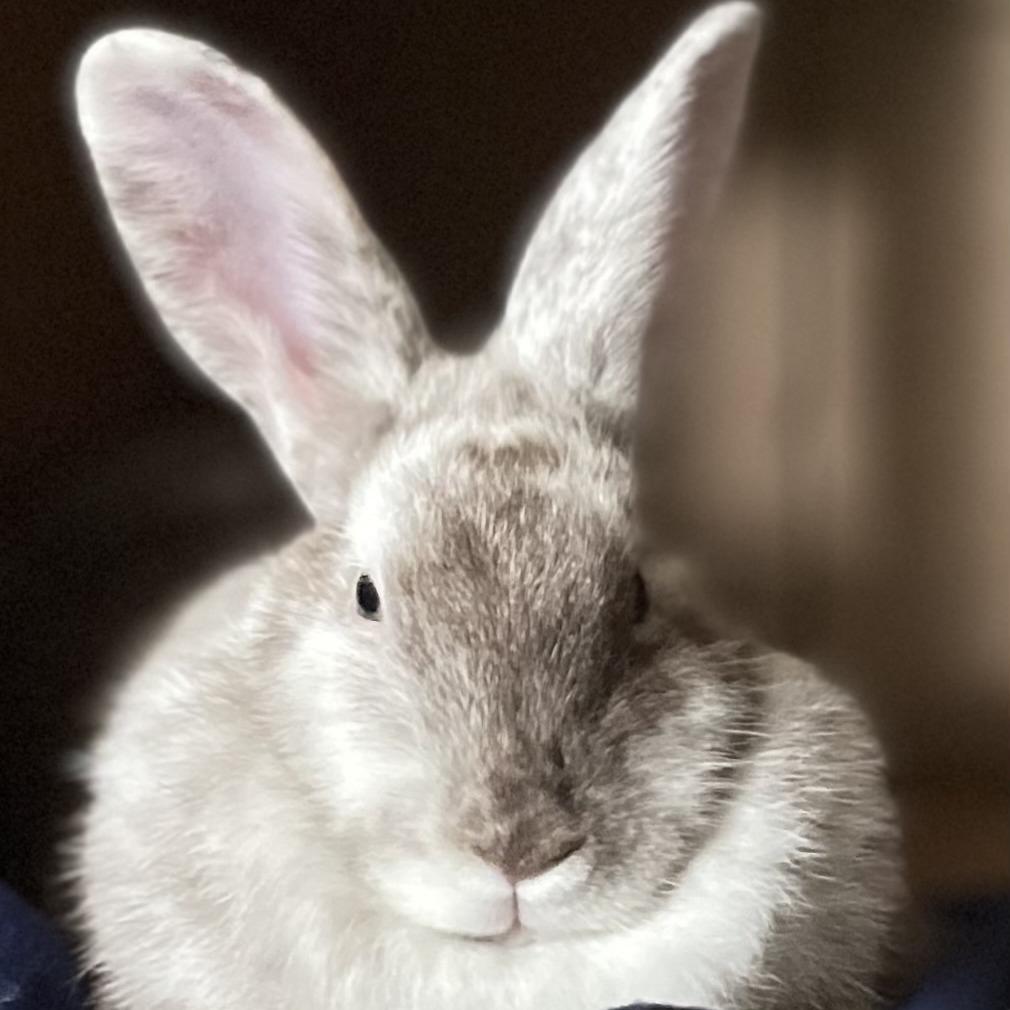 Coco, a Adoptable Harlequin in Champaign, IL image 2/3