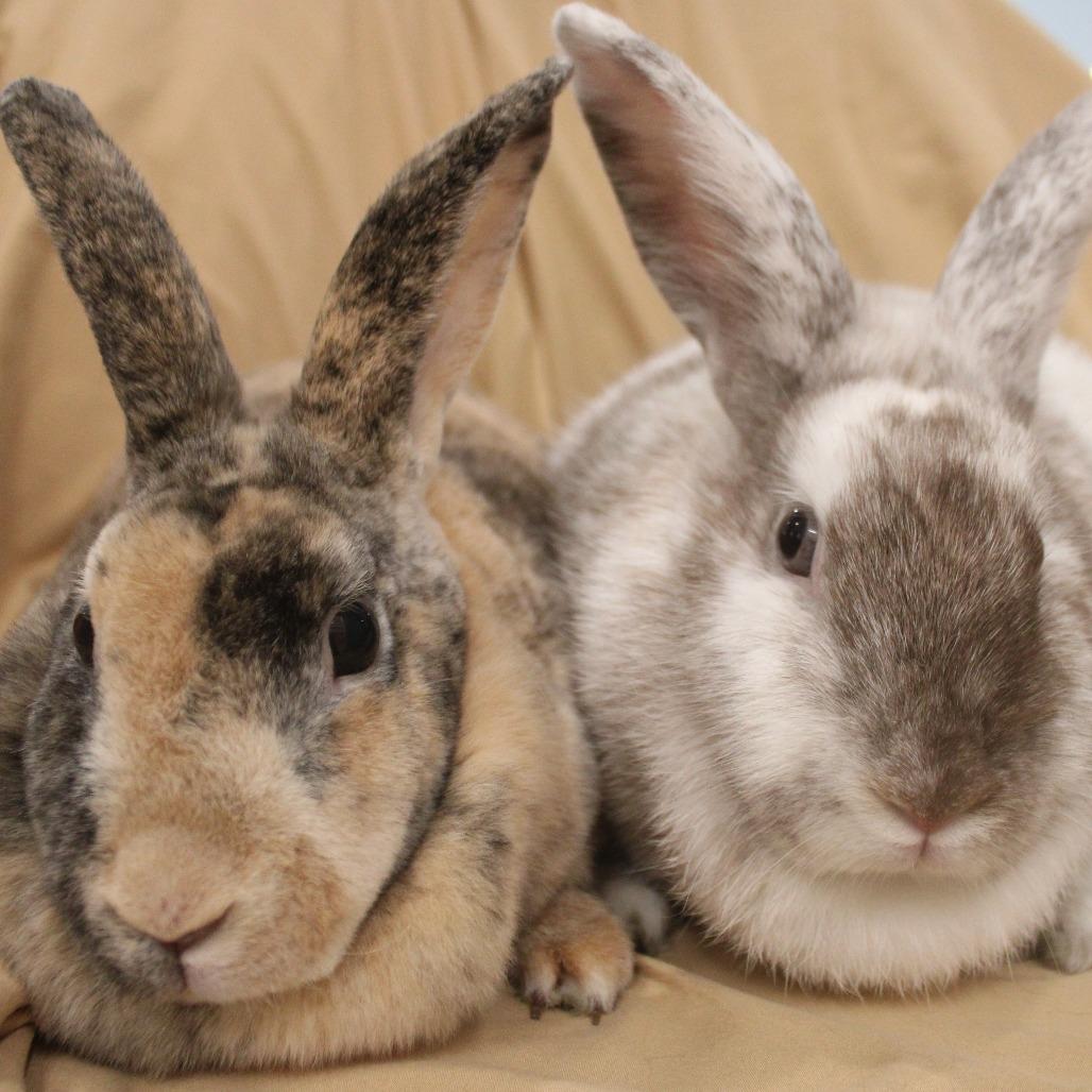 Coco, Adoptable, Young Female Harlequin.