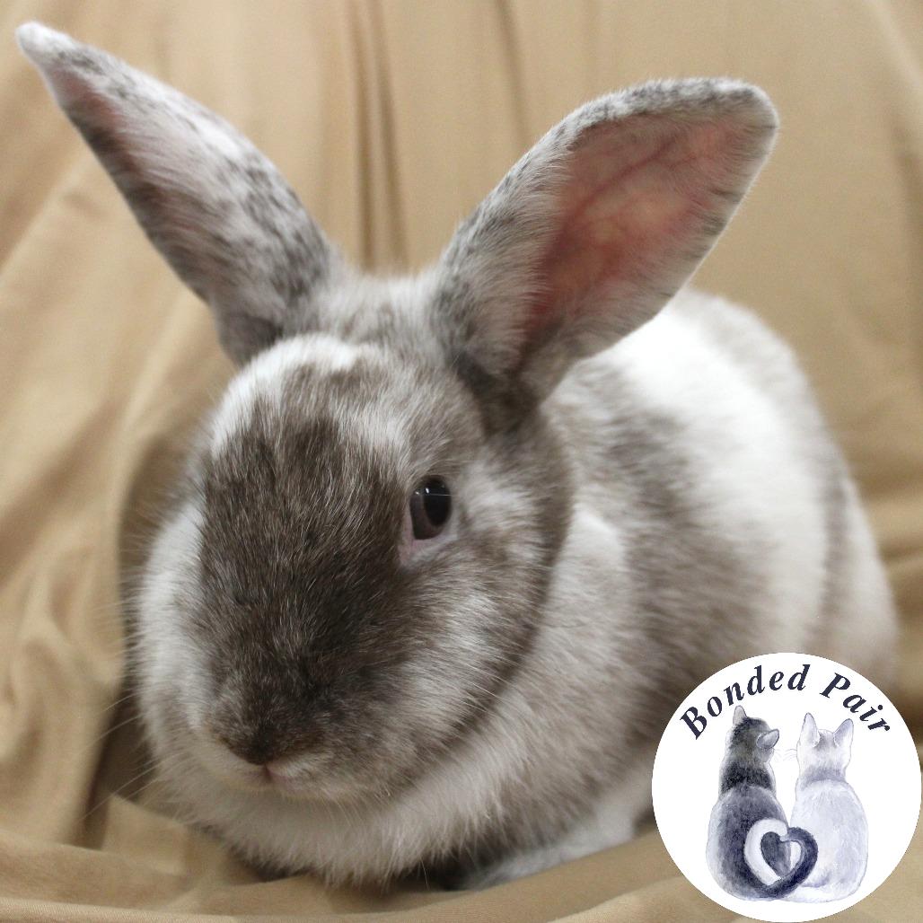 Enlarge Coco, a Adoptable Harlequin in Champaign, IL image 3/3