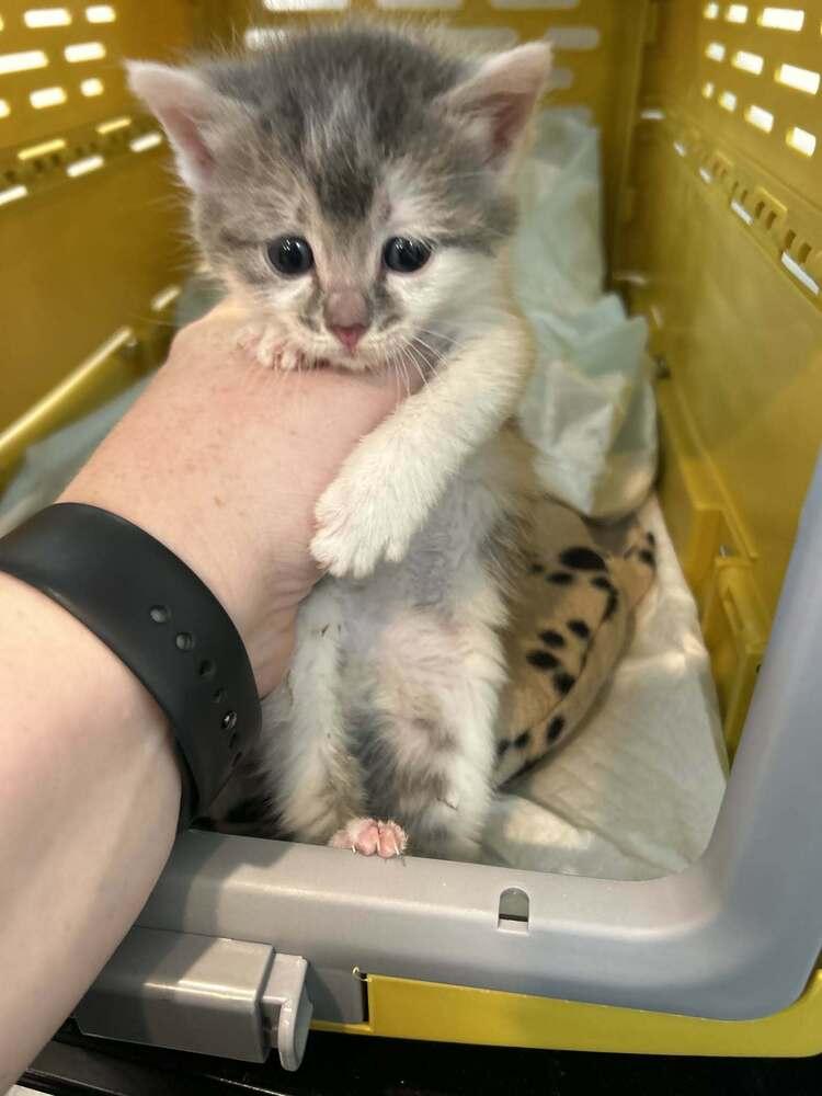 Mojo Dojo, Adoptable, Kitten Female Domestic Short Hair.
