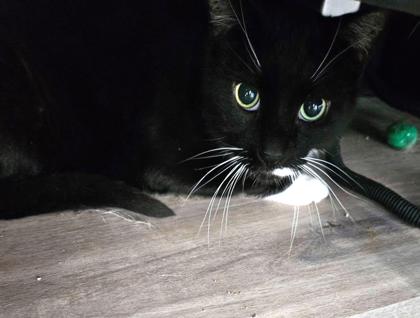 Enlarge Sneakers, a Adoptable Domestic Short Hair in Greenfield, IN image 1/1